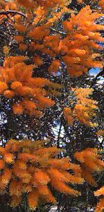 Nuytsia flower