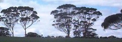 Salmon gums on Great Northern Highway between Walebing and Bindi Bindi